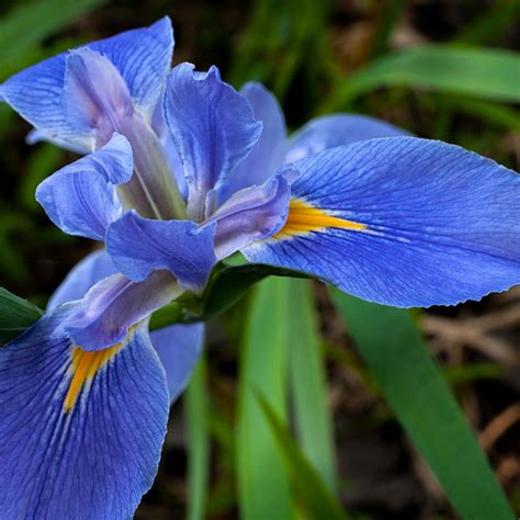 Louisiana iris flower photography