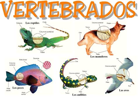 Los animales vertebrados: todo lo que necesitas saber