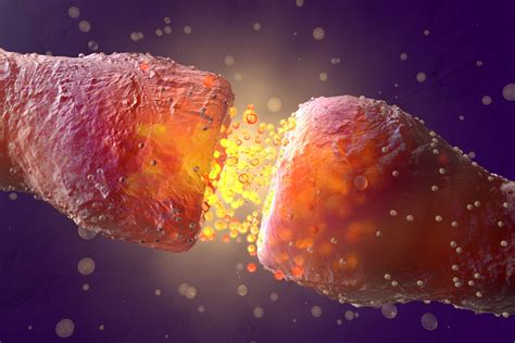 Acetylcholine: Function, Discovery, and More