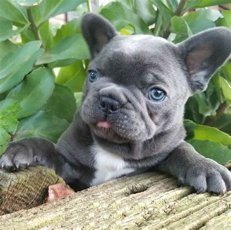 blue french bulldog puppies for sale/merle french bulldog for sale