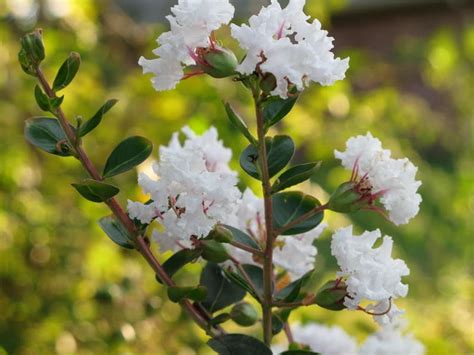 35 WHITE CREPE MYRTLE Lagerstroemia Flowering Shrub Bush Small | Etsy