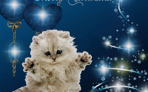 Merry Christmas Cat - Christmas Wallpaper (16093729) - Fanpop