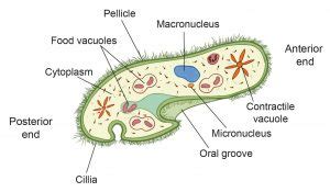 The Biological Classification of Paramecium – Name, History, and ...