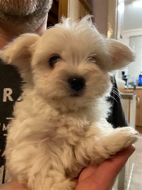 Maltese terrier puppies | in Norwich, Norfolk | Gumtree