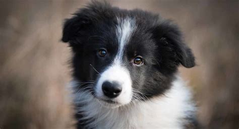 Border Collie review. Negative, neutral and positive reviews