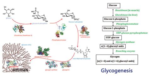 Diagram Of Glycogen - Photos Cantik