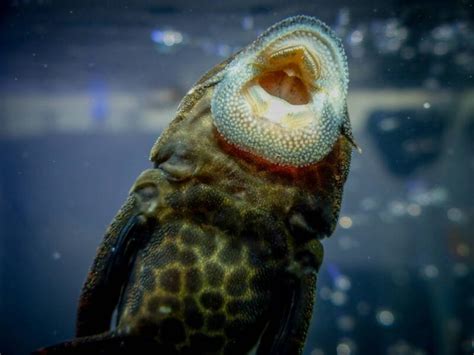 Plecostomus Catfish • Care Guide (Types, Tank Mates & Diet)