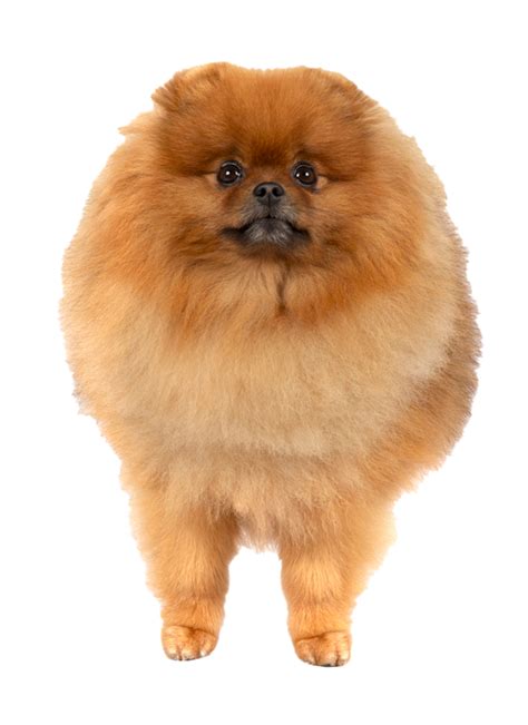 50 Unbelievable Facts About Pomeranians You Must Know - 2024