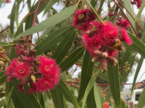 PlantFiles Pictures: Eucalyptus Species, Crimson Mallee, Red-Flowered ...