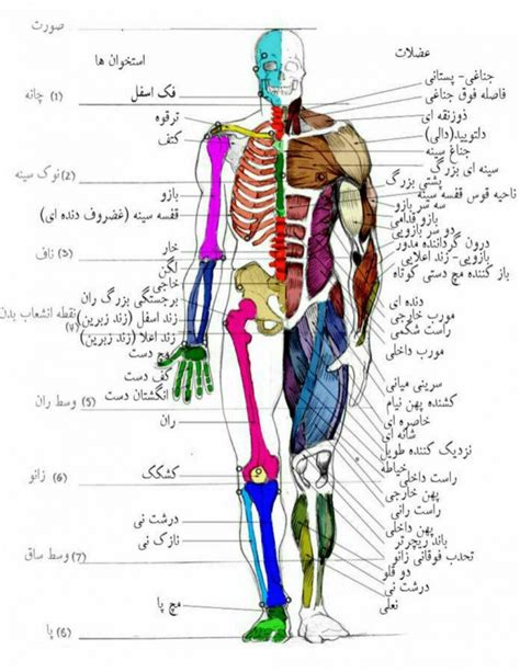 زیست شناسی ترکیبی کنکور سراسری - مشاورتحصیلی