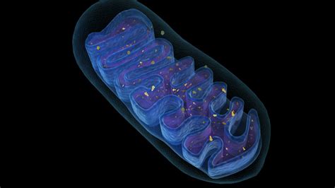 3d model mitochondria energy cell