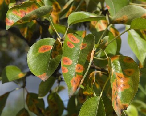 How to Treat Rust on Plants | HGTV