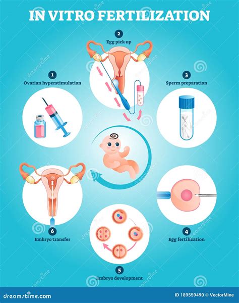 Egg Fertilization Illustration Royalty-Free Stock Photo | CartoonDealer.com #6140079