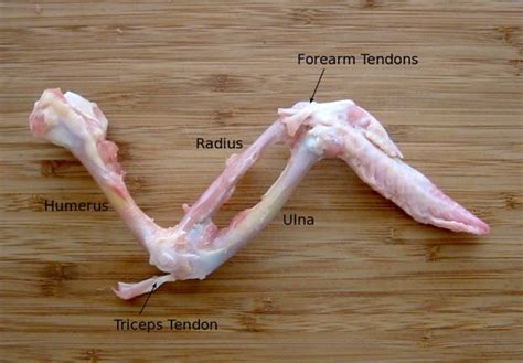 Dissecting a Chicken Wing | Chicken wings, Muscular system anatomy, Animal science