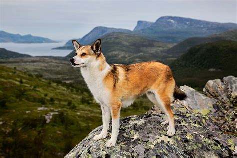 Story Behind The Shot: The Dogs Of Norway - The Dodo