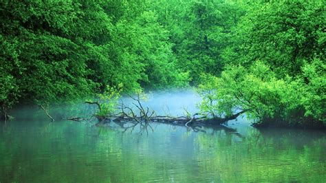 Pond in Forest 5K | Hd nature wallpapers, Nature photos, Nature wallpaper