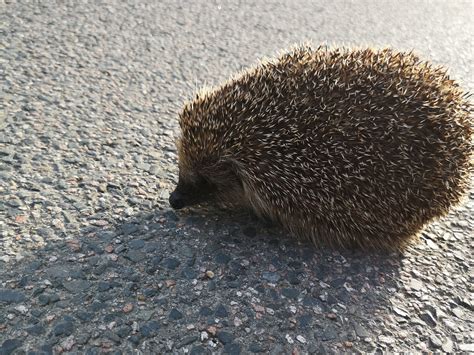 Hedgehogs on roads: the problems and solutions - Hedgehog Street