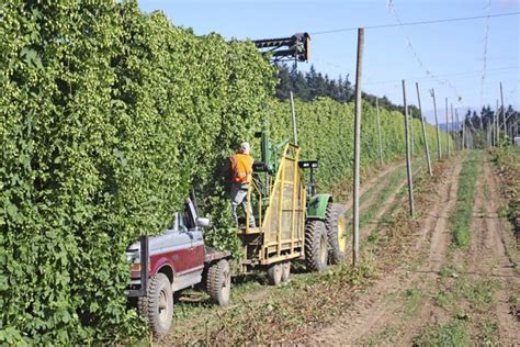 A Hop Farmer’s Diary: 30 days in the life of Oregon’s Crosby Hop Farm