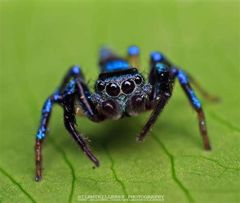 FACT: Spiders are Adorable | Jumping spider, Spider, Spider species