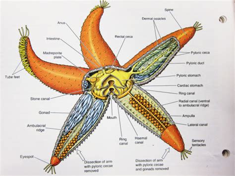 Lovely Starfish: Anatomy of A Starfish!