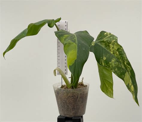 Philodendron domesticum 'Variegated' - Plantae Orchids and Rare Plants