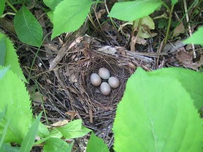 Tom's Blog: Brown thrasher flushed from nest while spraying buckthorn