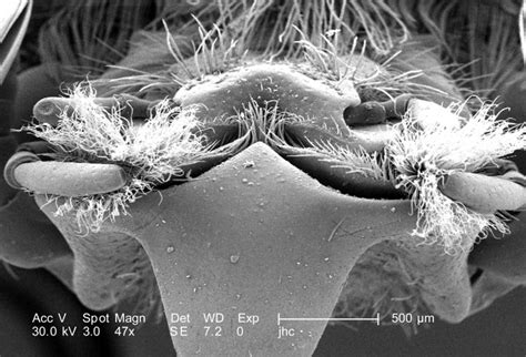 Free picture: structures, associated, mouth, visible, labrum mandibles ...