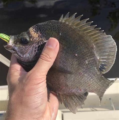 Coppernose Bluegill: Range, Reproduction & More! • Panfish Nation