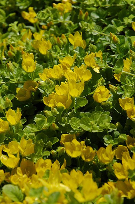 Creeping Jenny (Lysimachia nummularia) in Oklahoma City Edmond Norman Moore Oklahoma OK at TLC ...