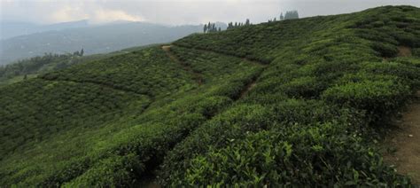 The Ultimate Wilderness Trekking In Nepal | Kanchenjunga Trek