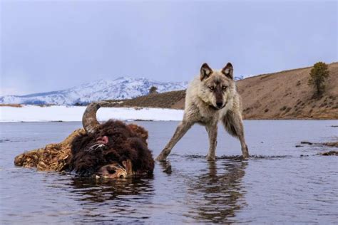 Wild Predators Devour Bison Carcass in Yellowstone [WATCH]