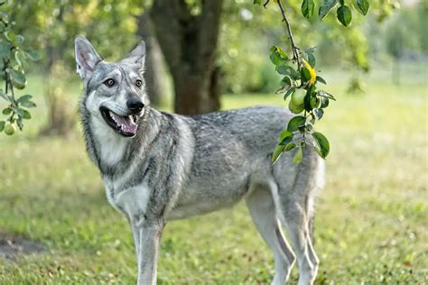 Saarloos Wolfdog | Dog Breed Info, Guide & Care