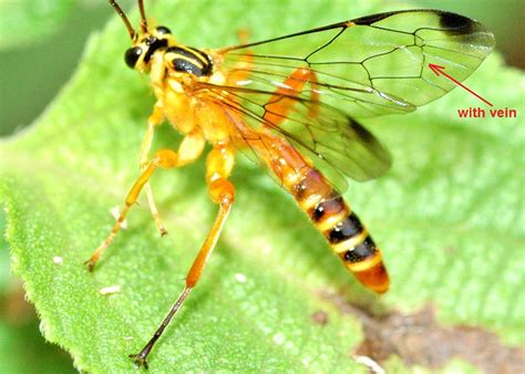 Superfamily ICHNEUMONOIDEA - Ichneumon Wasps and Braconid Wasps