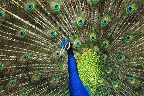 What is the National Bird of India? - WorldAtlas.com