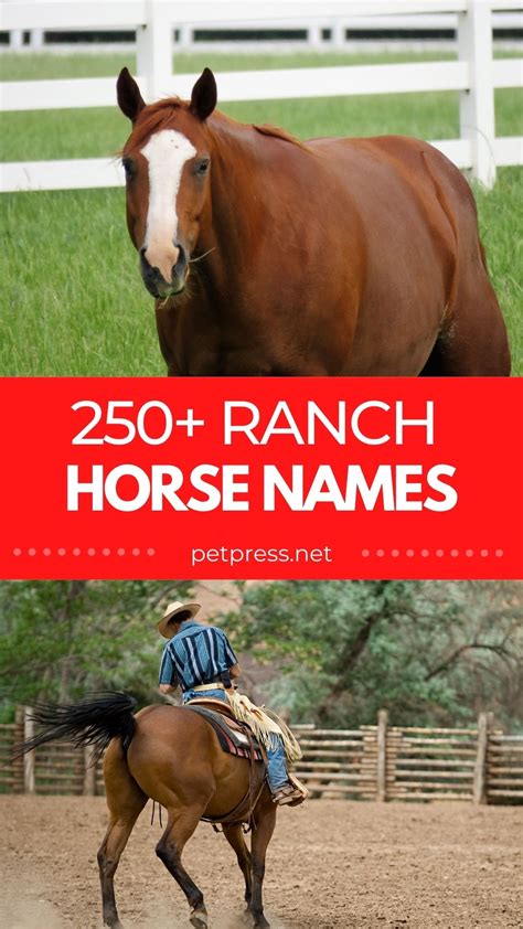 Best Ranch Horse Names: List of 250+ Good Horse Ranch Names