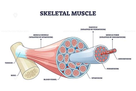 Skeletal muscle structure with anatomical inner layers outline diagram | Muscle structure ...