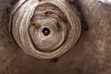 Pest of the Month: Wasps | Buzz Kill Pest Control