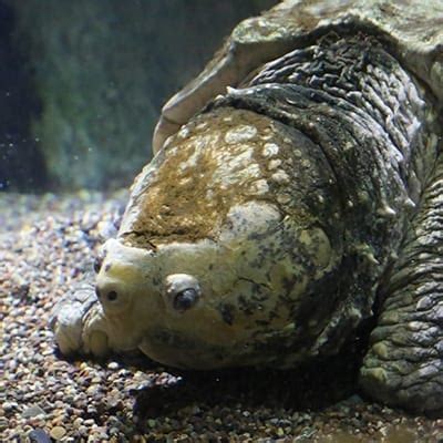 Alligator Snapping Turtle - Denver Zoo