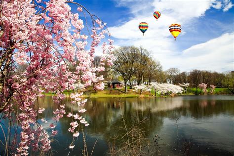 Newark Cherry Blossom Festival - Peri Anna-Diane