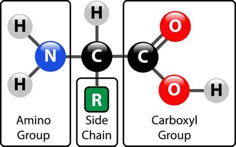 Protein Structure | Biology Dictionary