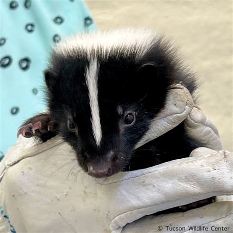 Patient of the Week: Striped Skunk Kit - Tucson Wildlife Center