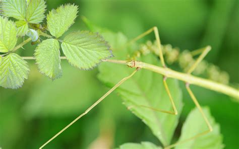 Do Stick Insects Eat Bramble Leaves? - Insectic