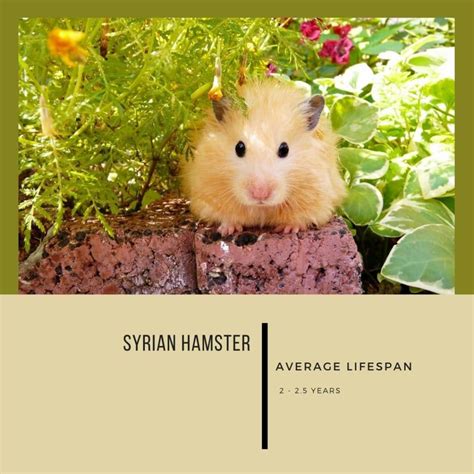 Hamster Lifespan: Everything You Need to Know