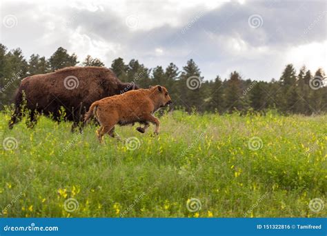 Running Baby Bison stock photo. Image of little, explore - 151322816