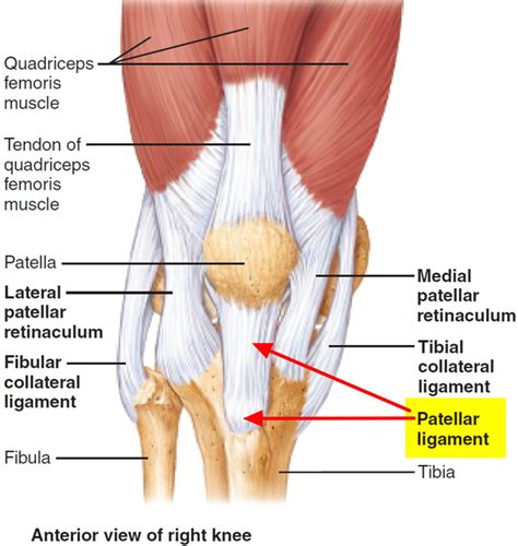 Jumper's knee causes, symptoms, diagnosis, treatment & prognosis