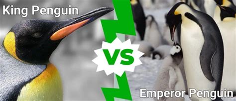 King Penguin vs Emperor Penguin: What Are the Differences? - IMP WORLD