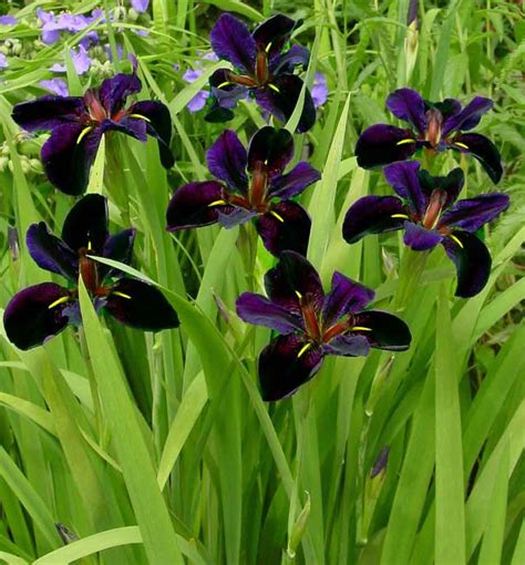 Black Gamecock Louisiana Iris - Louisiana iris with deep purple blooms ...