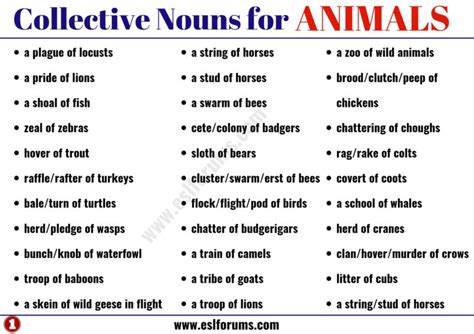 Useful Collective Nouns for Animals in English - ESL Forums