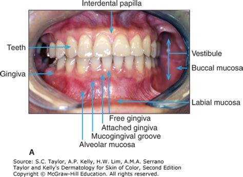 Oral Mucosa Anatomy - Anatomy Reading Source