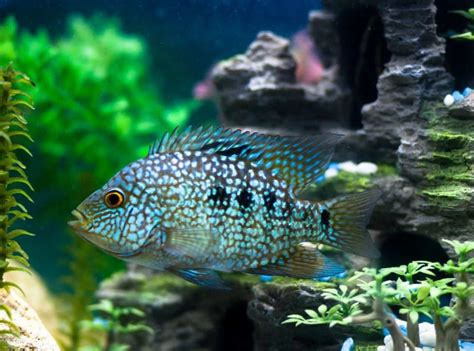 Texas Cichlid: Unveiling Its Stunning Colors and Patterns